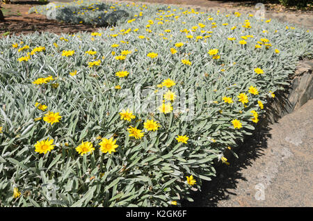 Treasure flower (Gazania) Stock Photo