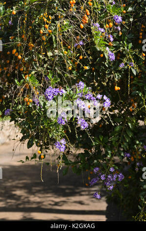 Pigeon berry (Duranta erecta) Stock Photo