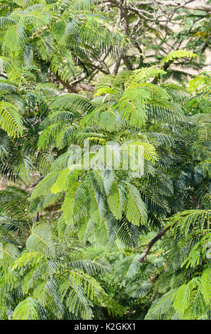 Pride of Barbados (Caesalpinia pulcherrima) Stock Photo