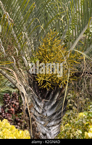 Triangle palm (Dypsis decaryi syn. Neodypsis decaryi) Stock Photo