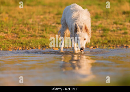 picture of awhite German Shepherd who drinks water from a lake Stock Photo