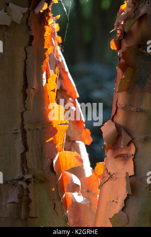Acer griseum. Paperbark maple tree with peeling bark lit up by sunlight Stock Photo