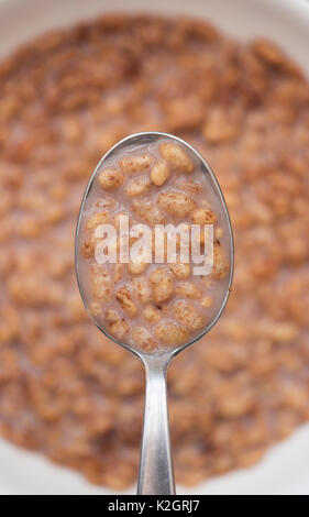 Coco pops on a spoon. Chocolate flavour toasted rice breakfast cereal Stock Photo