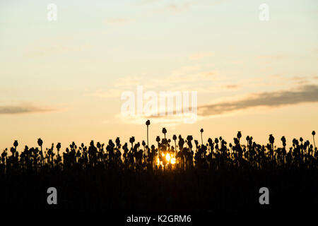 Poppy seedpod capsules at sunrise in a field in the english countryside. Silhouette. Oxfordshire, UK Stock Photo