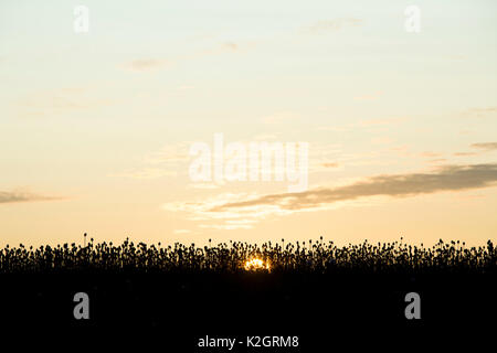 Poppy seedpod capsules at sunrise in a field in the english countryside. Silhouette. Oxfordshire, UK Stock Photo