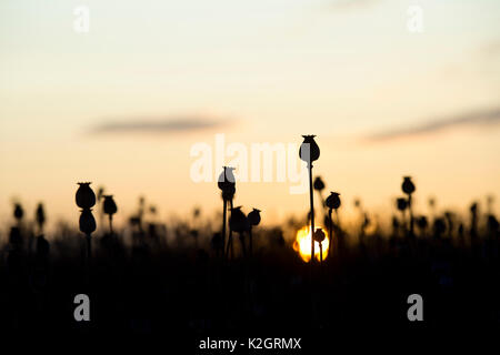 Poppy seedpod capsules at sunrise in a field in the english countryside. Silhouette. Oxfordshire, UK Stock Photo