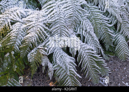 Hard shield fern (Polystichum aculeatum) with hoar frost Stock Photo