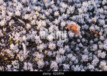 Reflexed stonecrop (Sedum rupestre syn. Sedum reflexum) with hoar frost Stock Photo