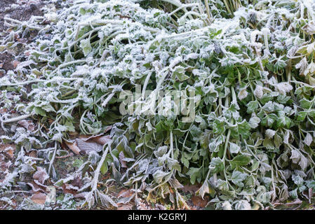 Celeriac (Apium graveolens var. dulce) with hoar frost Stock Photo