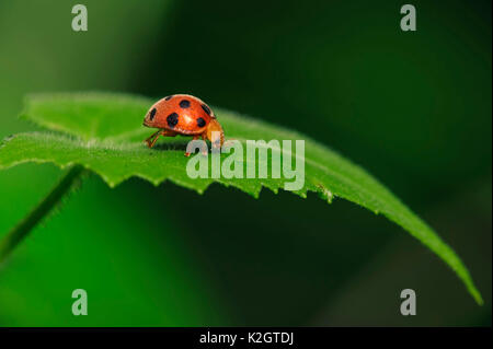 Ready to take off. Stock Photo