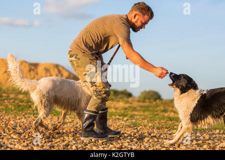 young man plays with a border collie and a white German Shepherd on a pebble beach Stock Photo