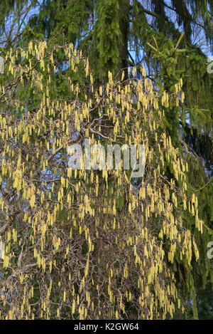 Harry Lauder's walking stick (Corylus avellana 'Contorta') Stock Photo