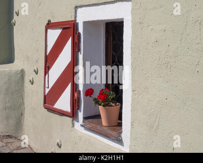 Pelagonium geranium in pot on window sill Stock Photo