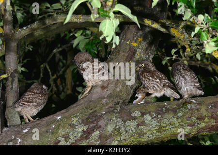 Little Owl (Athene noctua) adult (2. from right) offering a mouse to the three just unfledged chick even in  the treetop of an Appletree