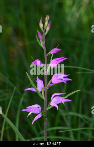 Red Helleborine ((Cephalanthera rubra), flowering Stock Photo