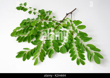 Acacia, Black Locust, Robinia (Robinia pseudoacacia), twig with leaves, studio picture Stock Photo