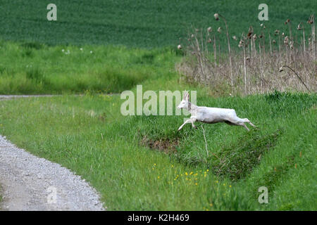 Roe Deer (Capreolus capreolus) , white Buck jumping out of a grainfield on a track Stock Photo