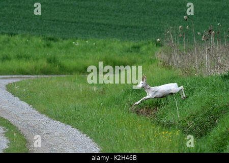 Roe Deer (Capreolus capreolus) , white Buck jumping out of a grainfild on a track Stock Photo