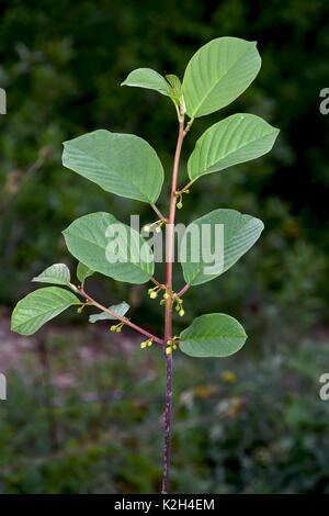 Alder Buckthorn (Rhamnus frangula, Frangula alnus), twig with foliage and blossoms starting to bloom Stock Photo