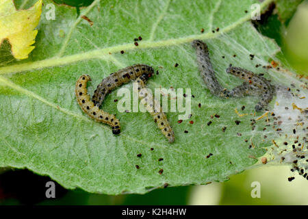 Apple Ermine (Yponomeuta malinellus), caterpillars in a weblike nest Stock Photo
