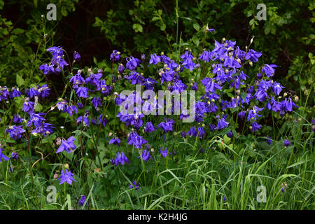 Columbine, Grannys Bonnet (Aquilegia vulgaris)  group of flowering plants at the roadside Stock Photo