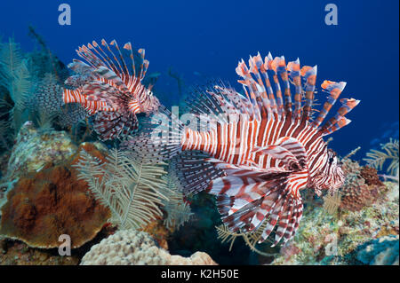 .Red Firefish, Lionfish, Devil Firefish, Fireworkfish, Red Lionfish (Pterois volitans), two of them swimming above a coral reef. Stock Photo