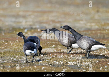 Brent Goose (Branta bernicla). flock of adults in a salt marsh, threatening Stock Photo