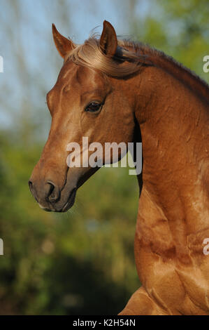 American Quarter Horse. Portrait of chestnut stallion. Germany Stock Photo