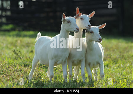 Domestic Goat, White German Goat. Three nannies standing on a pasture. Germany Stock Photo