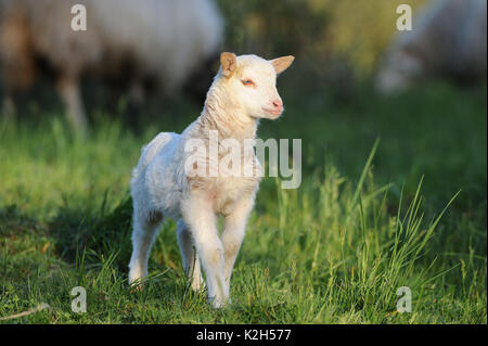 Domestic Sheep. Lamb standing in grass. Germany Stock Photo