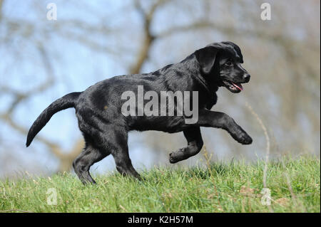 Black Labrador Retriever. Puppy running on a meadow. Germany Stock Photo