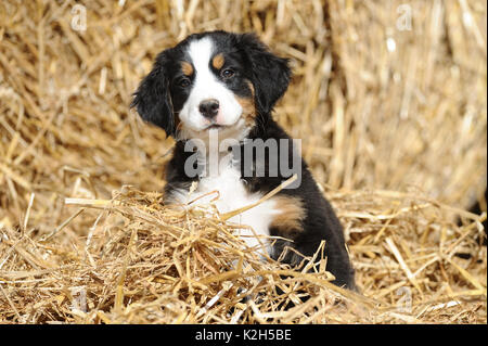 Bernese Mountain Dog. Puppy sitting in straw. Germany Stock Photo