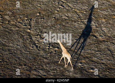 Southern Giraffe (Giraffa camelopardalis giraffa), roaming male in the late evening, aerial view Stock Photo