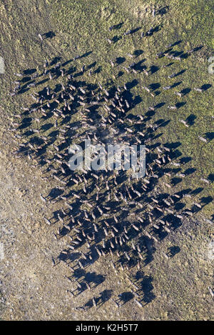 African Buffalo, Cape Buffalo (Syncerus caffer) herd roaming through the freshwater marsh, aerial view Stock Photo