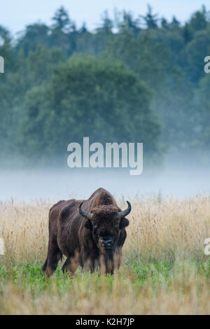 European Bison (Bison bonasus) on an early summer morning in Bialowieza National Park, Poland. July, 2017. Stock Photo