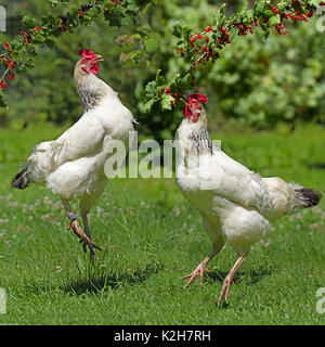 Domestic chicken, two jumping up to pick ripe red currants (Ribes rubrum) Stock Photo
