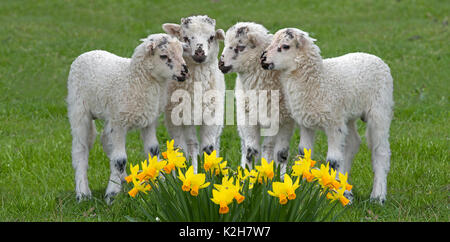 Domestic Sheep, Valachian Sheep, native walachian sheep (Ovis orientalis aries, Ovis ammon aries), 4 lambs standing on a meadow behind blooming dafffodils. Stock Photo