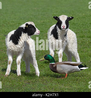 Jacob sheep, two lambs encountering a  mallard drake ( Anas platyrhynchos) Stock Photo