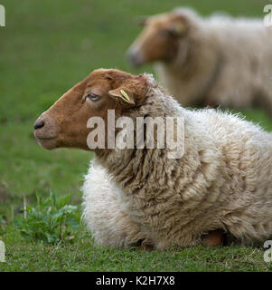Domestic Sheep, Coburg Fox Sheep (Ovis orientalis aries, Ovis ammon aries), portrait og a resting animal Stock Photo