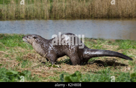 Eurasian Otter (Lutra lutra) running over the meadow at the waters edge Stock Photo