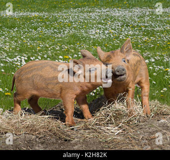 Mangalitsa Pig, two piglets playing with each other on a blooming meadow. Stock Photo