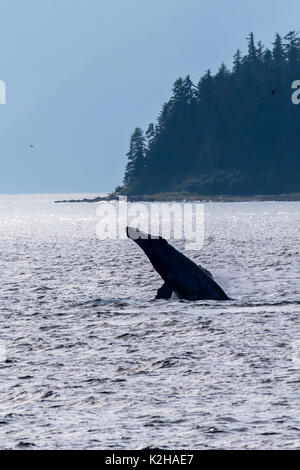 Humpback whale (Megaptera novaeangliae) breaching in Southeast Alaska's Inside Passage. Stock Photo