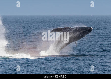 Humpback whale (Megaptera novaeangliae) breaching in Southeast Alaska's Inside Passage. Stock Photo