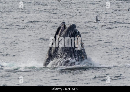 Group of humpback whales (Megaptera novaeangliae) bubble net feeding in Southeast Alaska's Inside Passage. Stock Photo