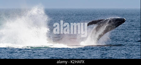 Humpback whale (Megaptera novaeangliae) breaching in Southeast Alaska's Inside Passage. Stock Photo