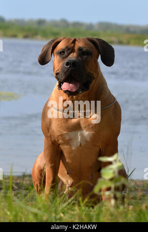 Large, strong dog Boerboel, yellow. African Mastiff. Stock Photo