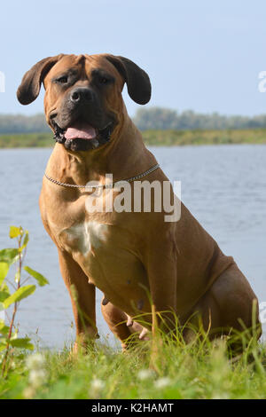 Large, strong dog Boerboel, yellow. African Mastiff. Stock Photo