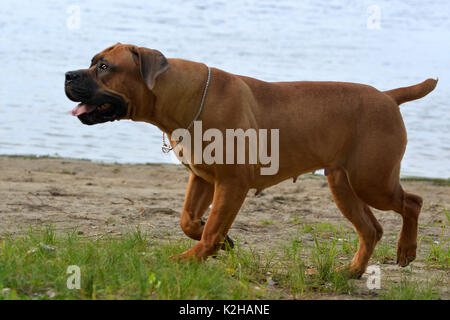 Large, strong dog Boerboel, yellow. African Mastiff. Stock Photo