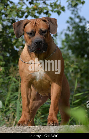 Large, strong dog Boerboel, yellow. African Mastiff. Stock Photo