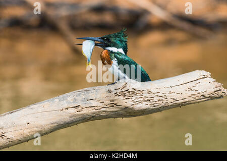 Green Kingfisher (Chloroceryle Americana) on a branch with a fish in the beak, Pantanal, Mato Grosso, Brazil